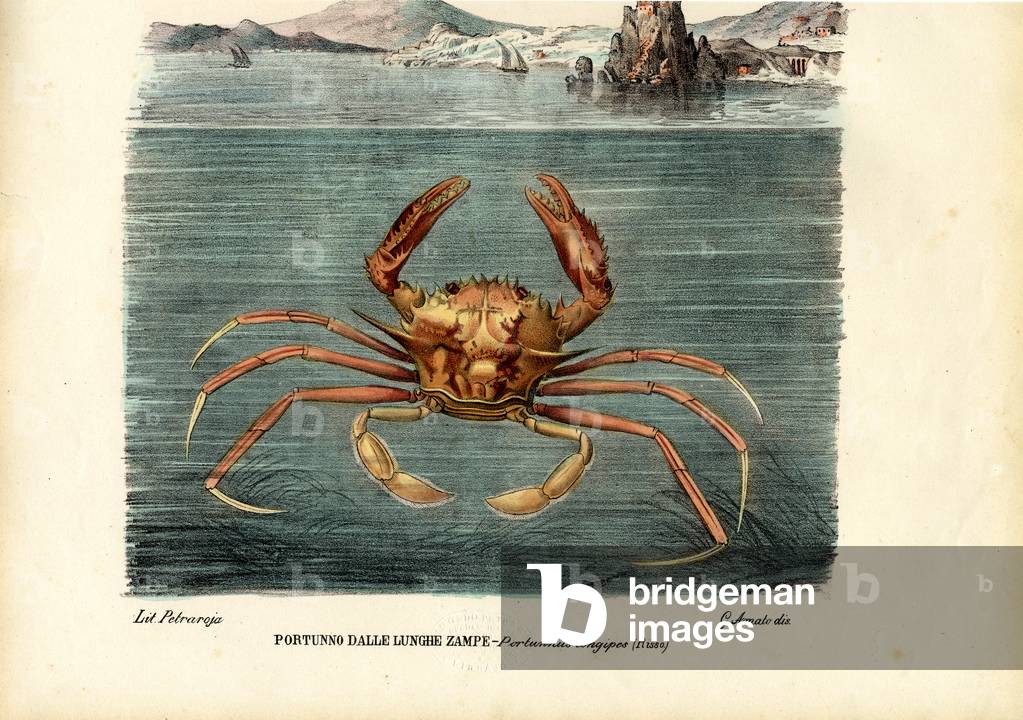Crostacei, 1863-79 (litografia a colori)
