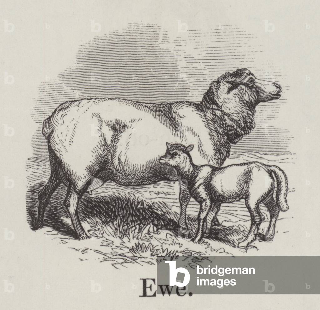 "Ewe (Gravur)" von English School