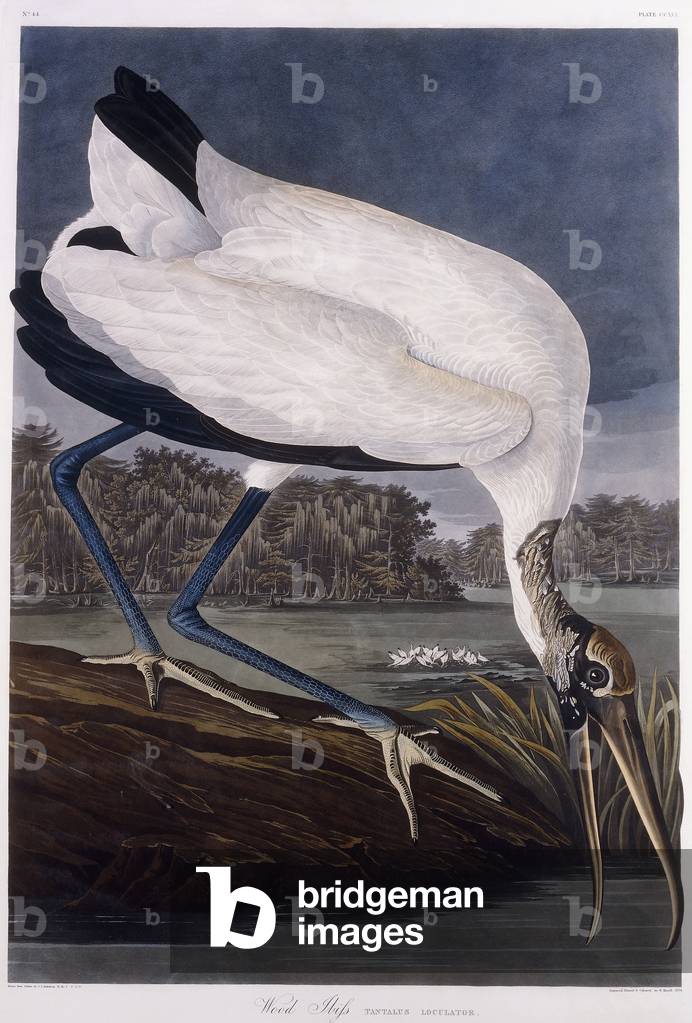 Immagine di Incisione "Ibis legno (Tantalus Loculator)", 1834 di John James Audubon