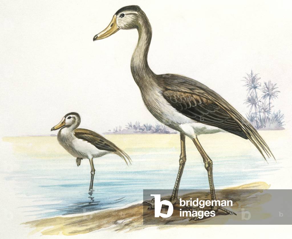 Image of Prehistoric birds, Cenozoic era (Paleogene, Eocene ...