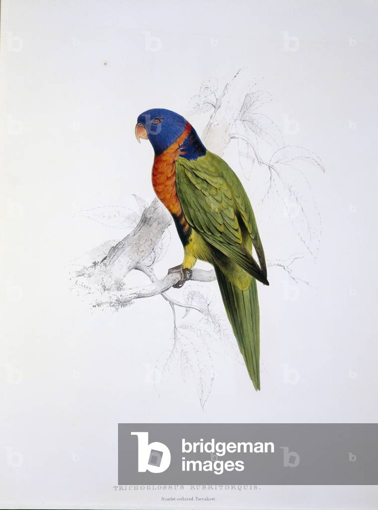 Immagine di Stampa "Tricholglossus rubritorquis" di Edward Lear