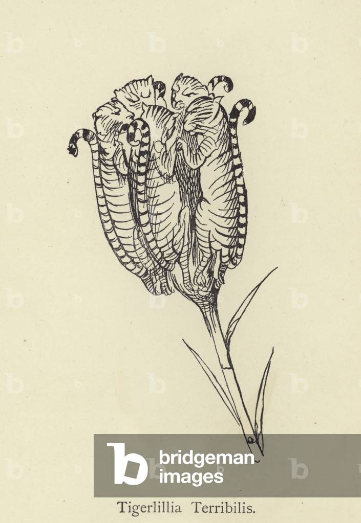 Tigerlillia Terribilis (gravure)