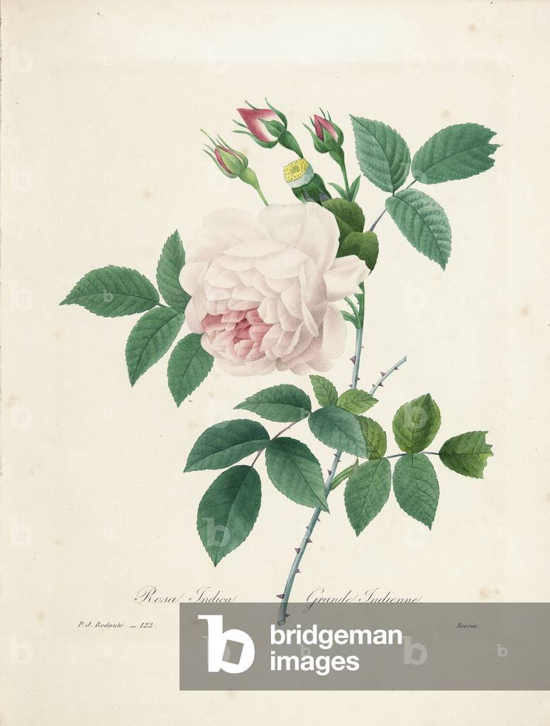 Image of Engraving depicting Rosa Indica, 1827-33 by Pierre Joseph Redoute