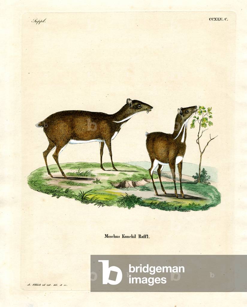 Immagine di Incisione "Cervo di topo minore (incisione colorata)" di German School
