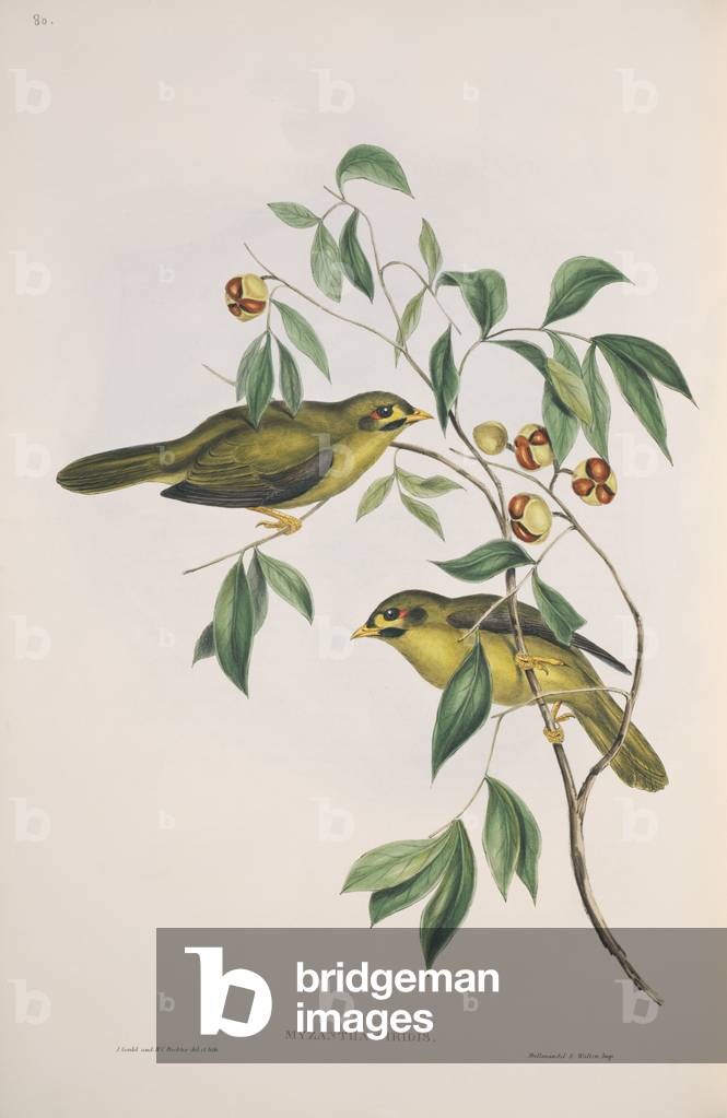 Manorina-Melanophrys