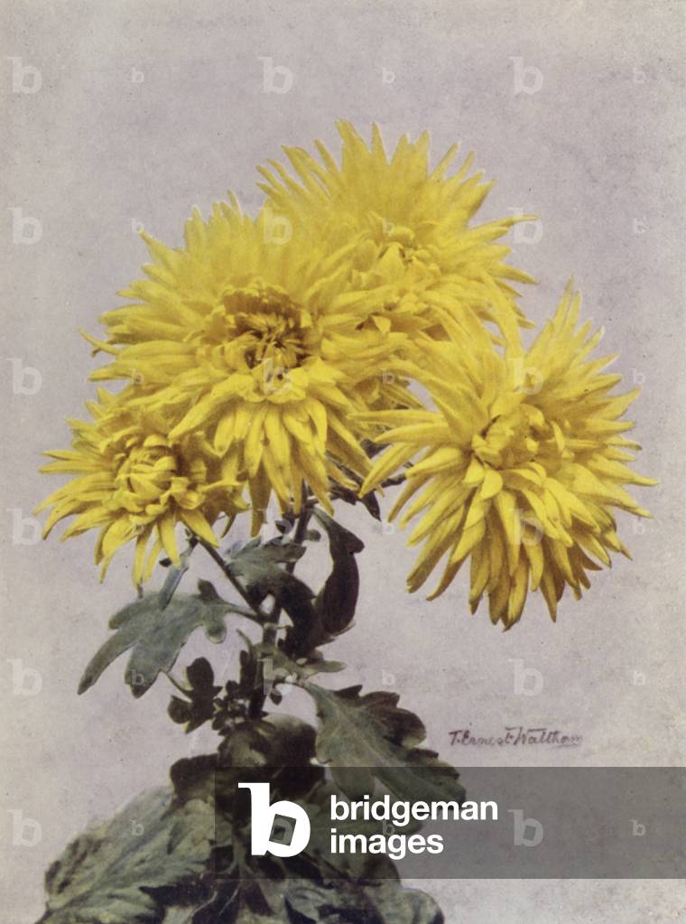Image of Photography depicting Horace Martin (colour photo) 1901 by English Photographer