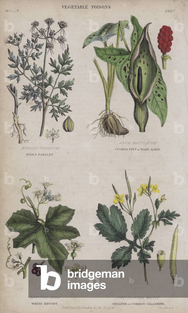 Immagine di Incisione "Prezzemolo pazzo; pinta cuculo o pettirosso; bryony bianco; celidonia maggiore o comune