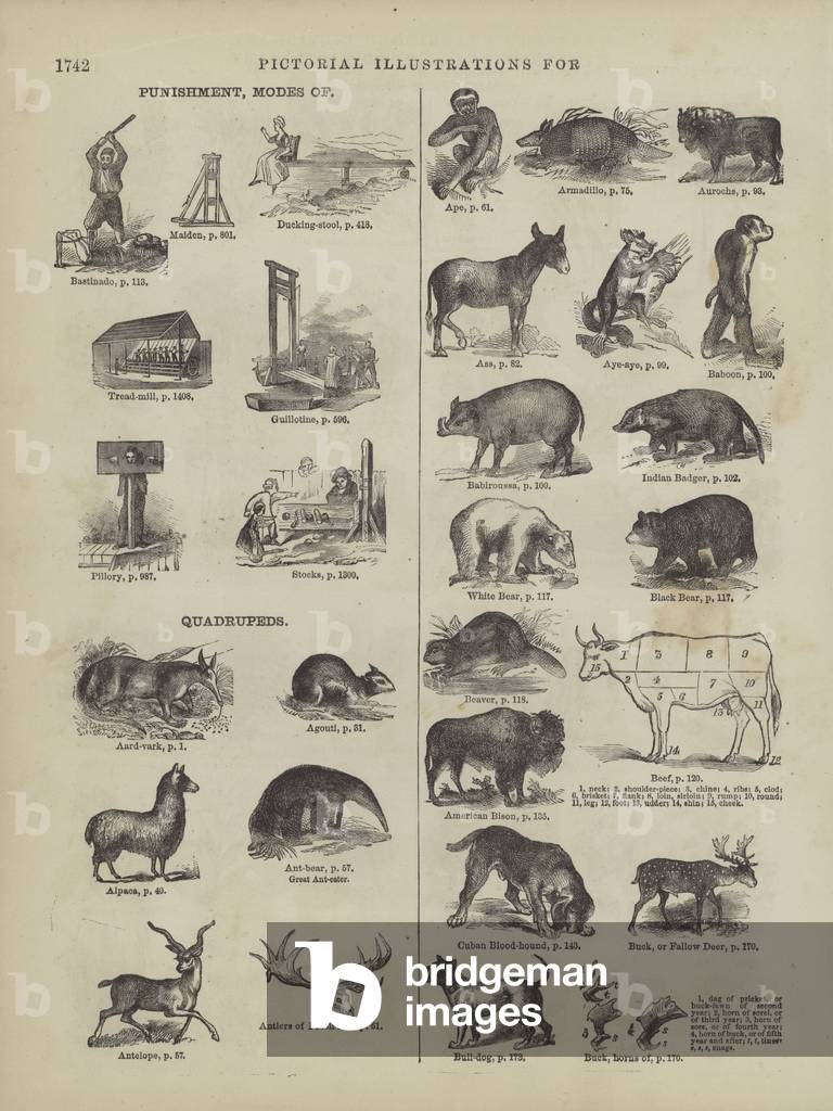 "Seite aus Webster's Complete Dictionary (George Bell" von American School, b/w