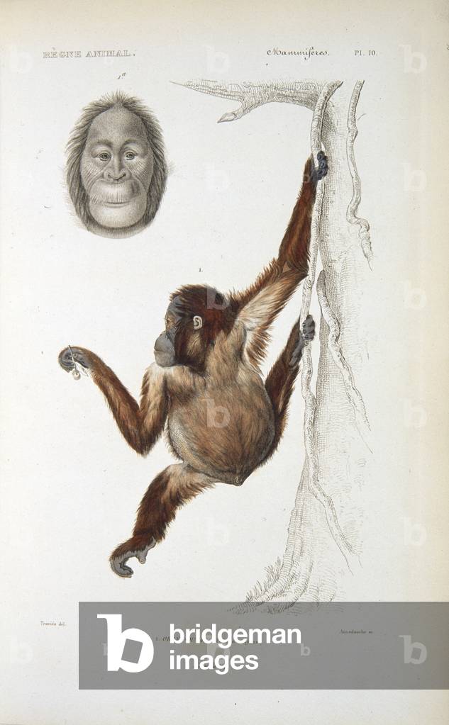 Image de Gravure représentant Orang-outang 1817 par French School