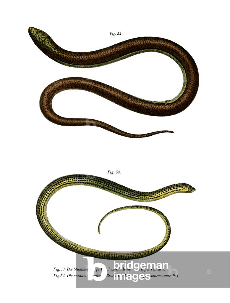 Bipes Pallasii (coloris litho)
