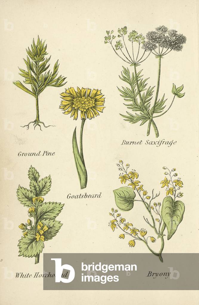 Boden Kiefer, Burnet Saxifrage, Ziegenbart, Weißer Horehound, Bryony (Farbe litho)