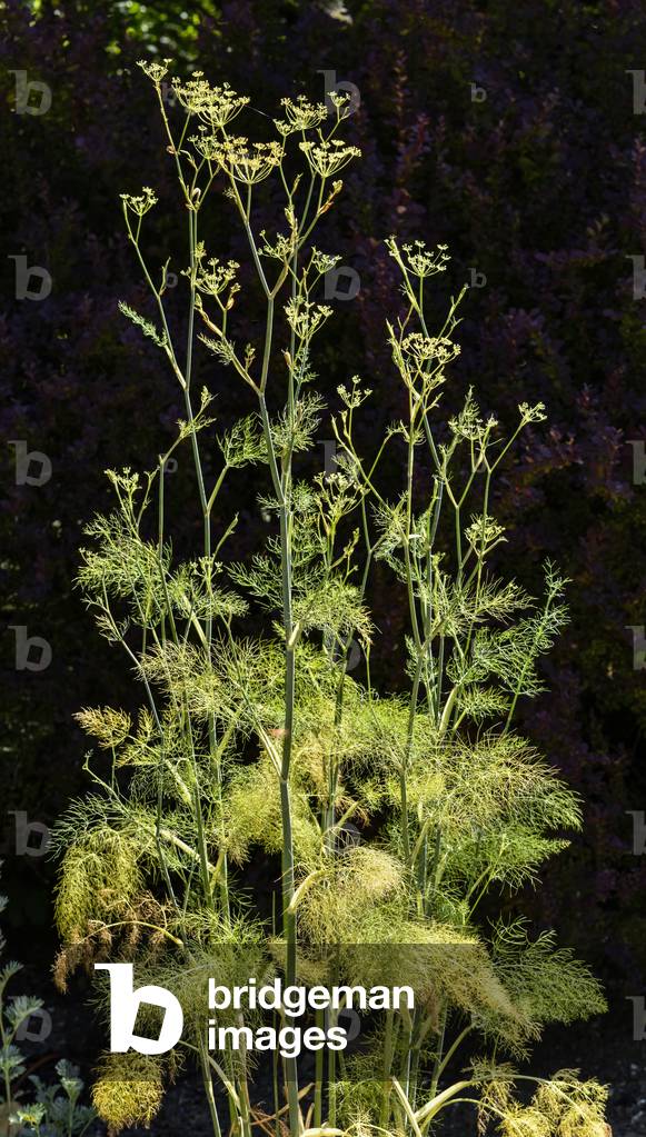 "Blumen von Fenchel in einem Garten (Foto)"