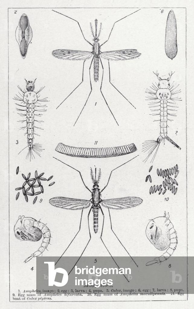 Image de Estampe représentant Moustiques (litho) par English School