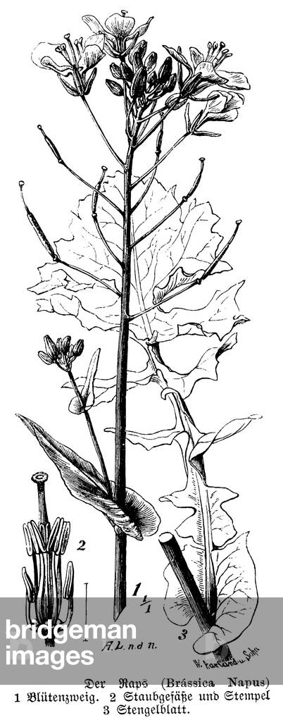 Viol
