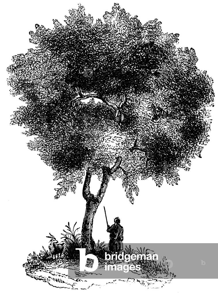 Image de Gravure représentant Boxwood, b/w
