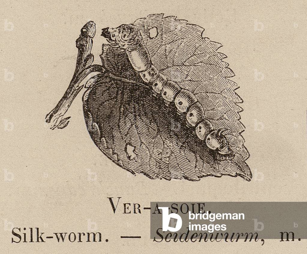 Le Vocabulaire Illustre: Ver-a-soie; Bocca da seta; Scidenwurm (incisione)