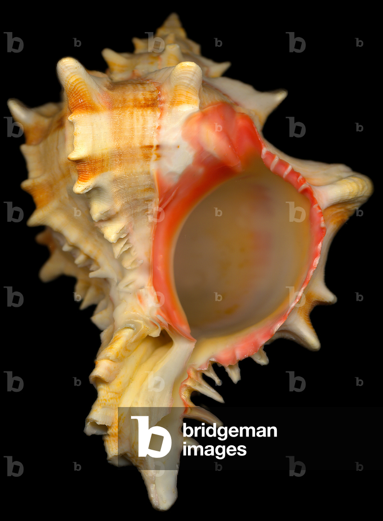 Coquille de Murex (photo)