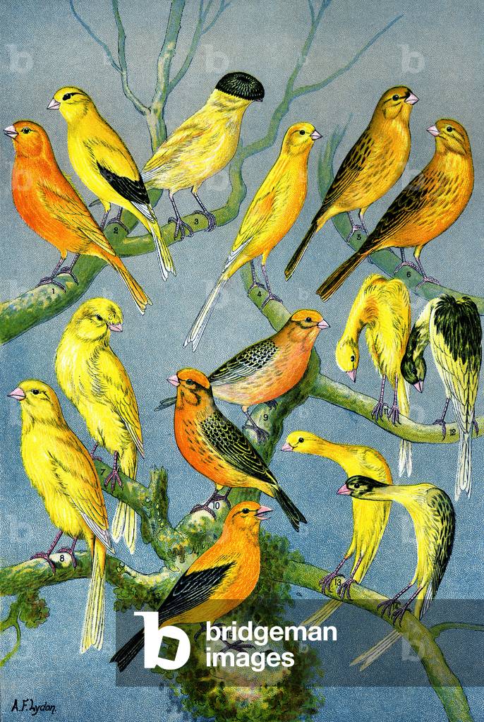 Image of Print depicting Illustration of the different varieties of domestic canaries 1890 by English Artist