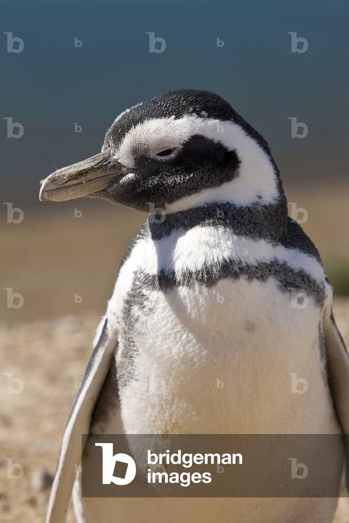 Image of Photography depicting Magellanic Penguin at Caleta Valdes (photo)