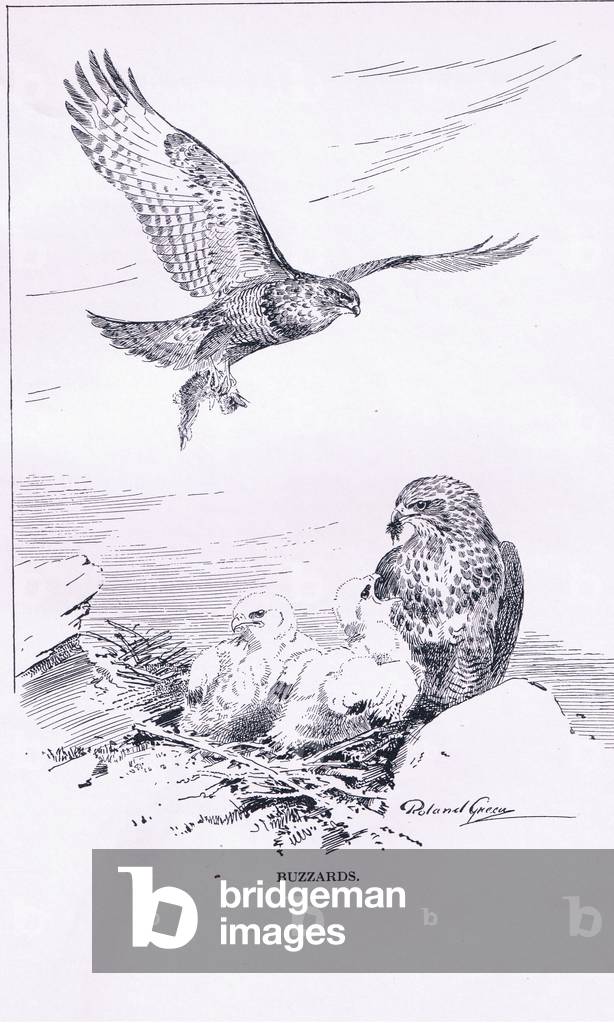 Bild von Druck "Bussard mit jungen (litho)" 1896 von Roland Green