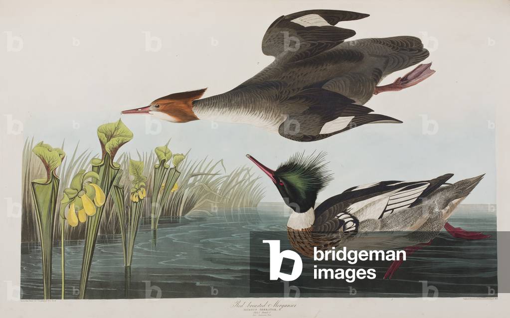 Illustration from 'Birds of America', 1827-38 (hand-coloured engraving & aquatint)