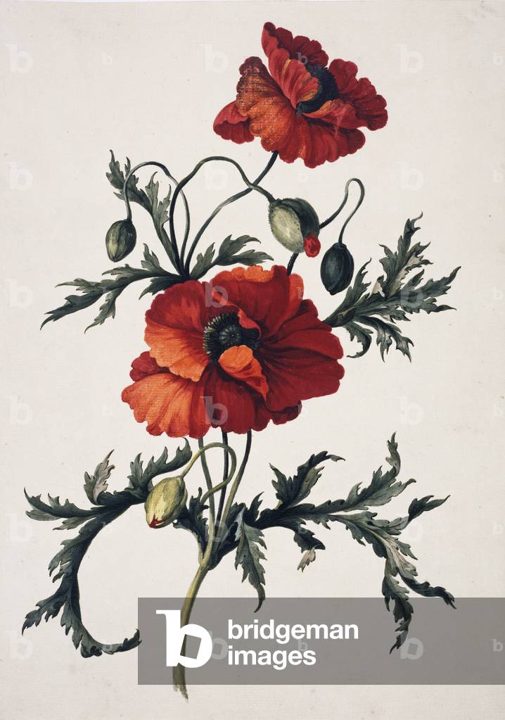 Papaver orientale