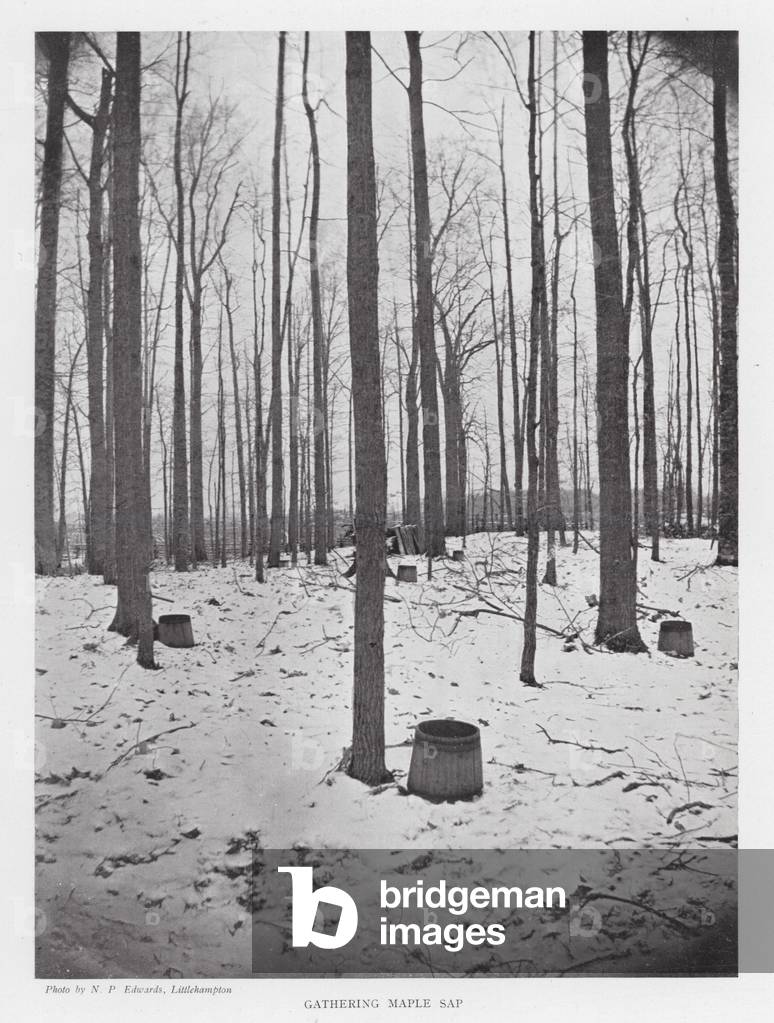 Immagine di Fotografia "Gathering Maple Sap (foto b/n)" 1901 di English Photographer