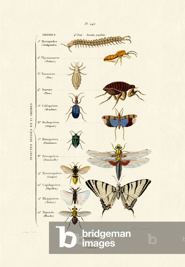 Insetti, 1833-39 (incisione colorata)