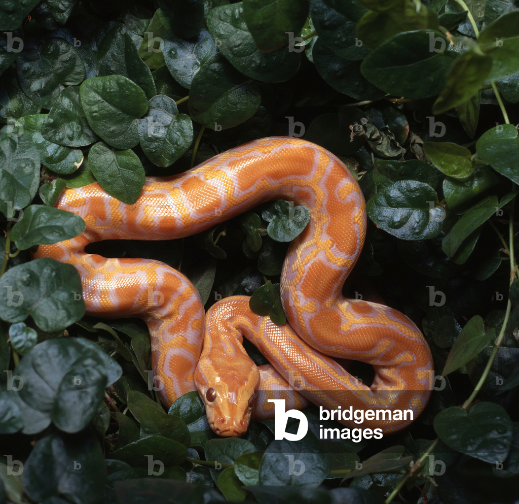 Image of Photography depicting aurmese python albino (photo)
