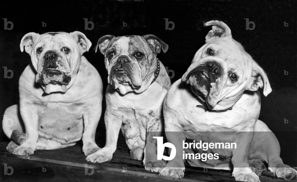 Three French Bulldogs (b/w photo), b/w