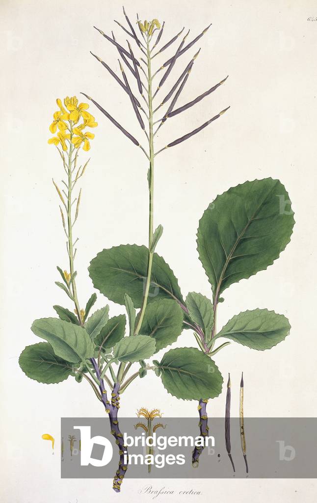 Flower Illustration