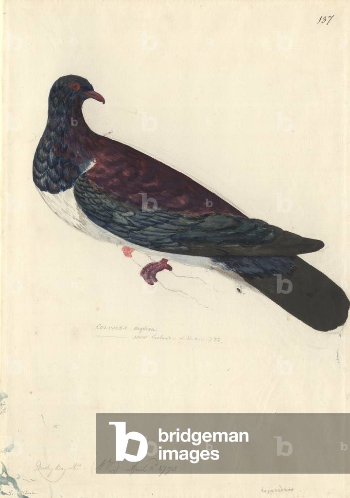 Image of Drawing depicting Hemiphaga novaeseelandiae by Georg Forster