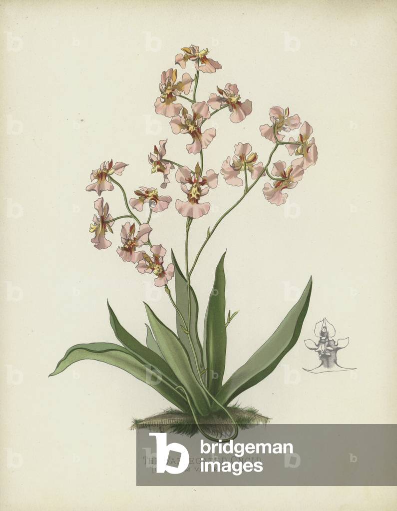 The Variegated Oncid by English Artist