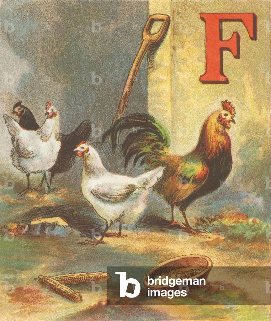 Immagine di Stampa "F: F sono i polli: le galline e i galli. Fate attenzione" 1870 di J. Howard