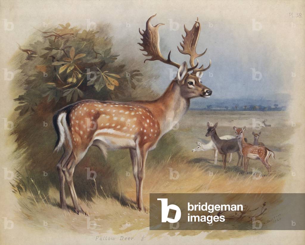 Image of Print depicting Fallow Deer (colour litho) by Archibald Thorburn