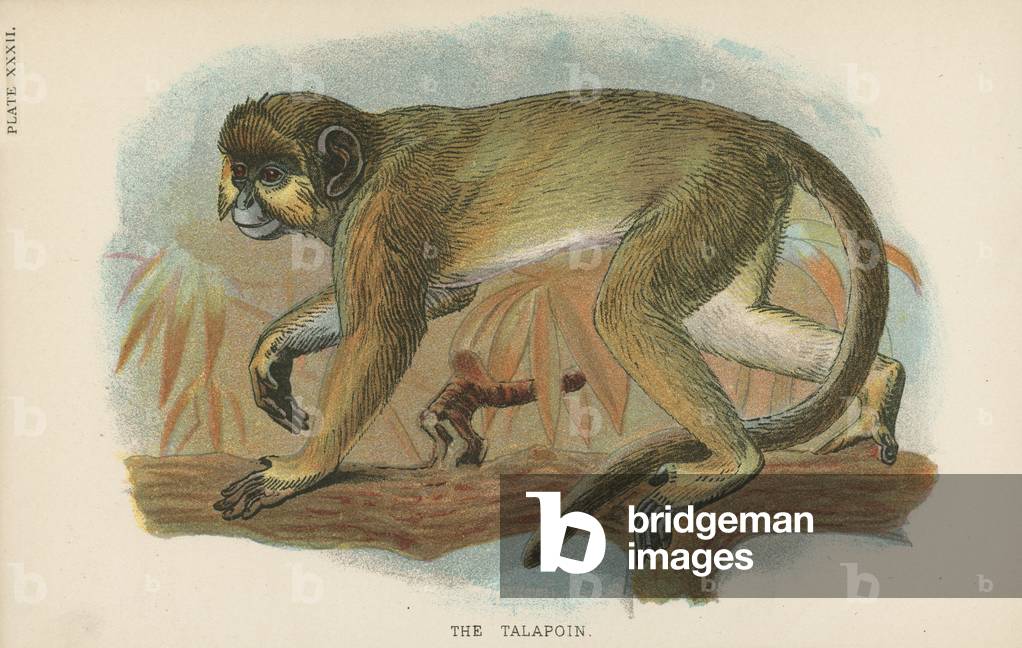 The Talapoin (colour litho)