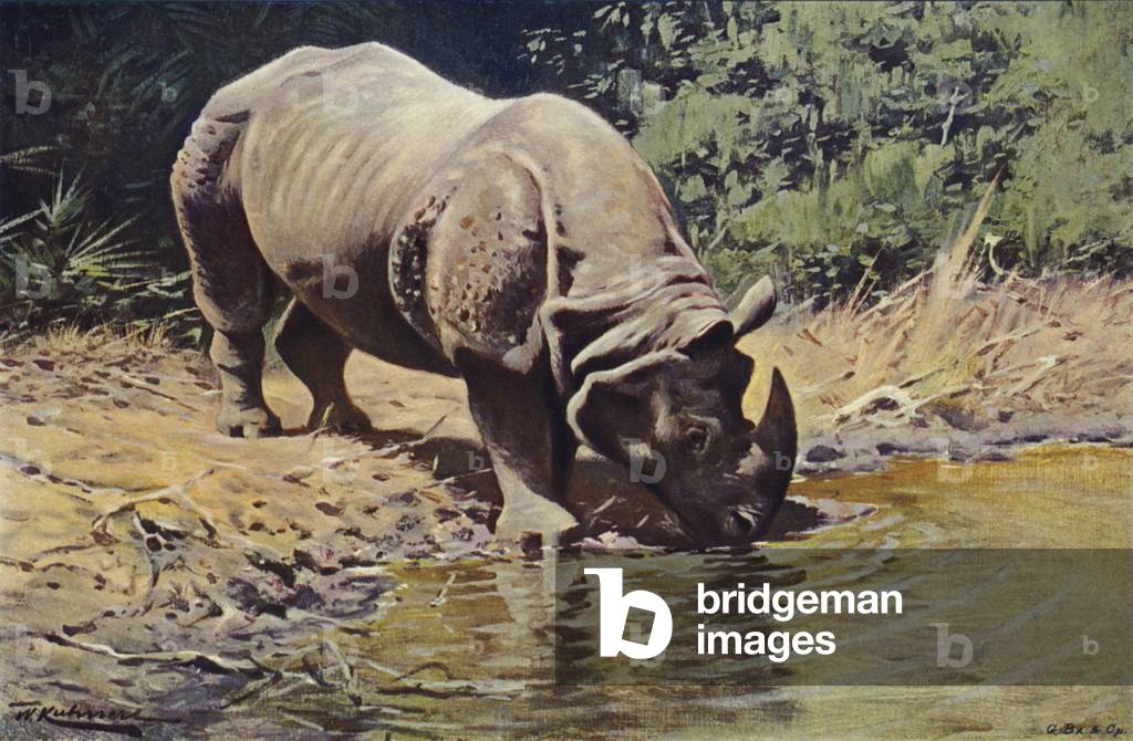 Rhinocéros indien (couleur litho)