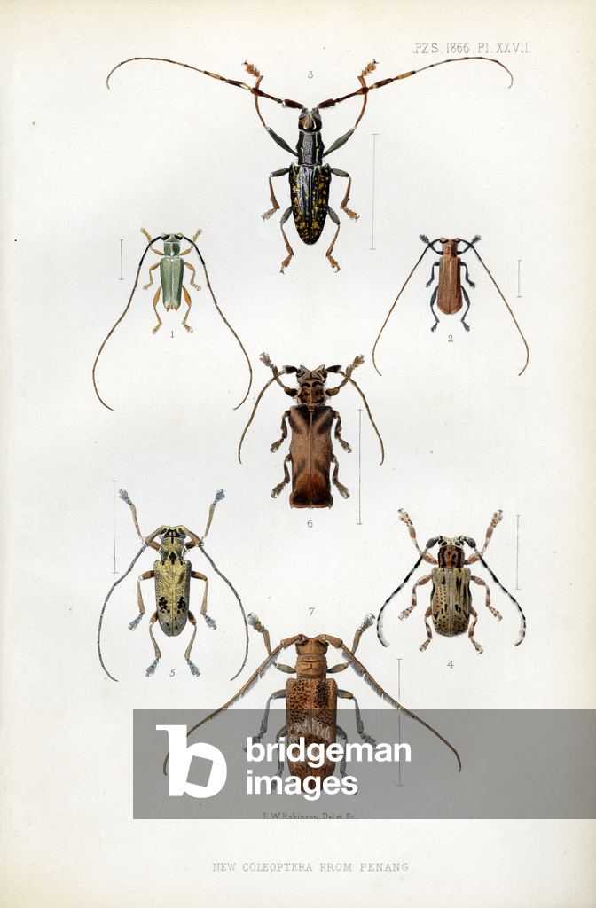 Scarabei longhorn di Penang (stampa)