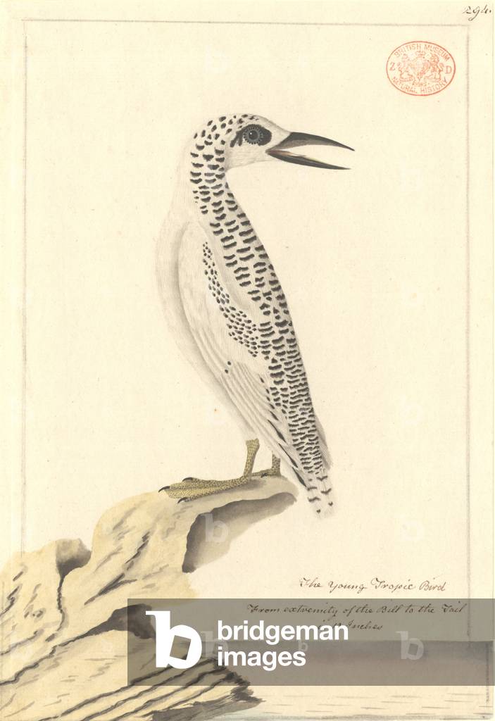 Phaethon rubricauda