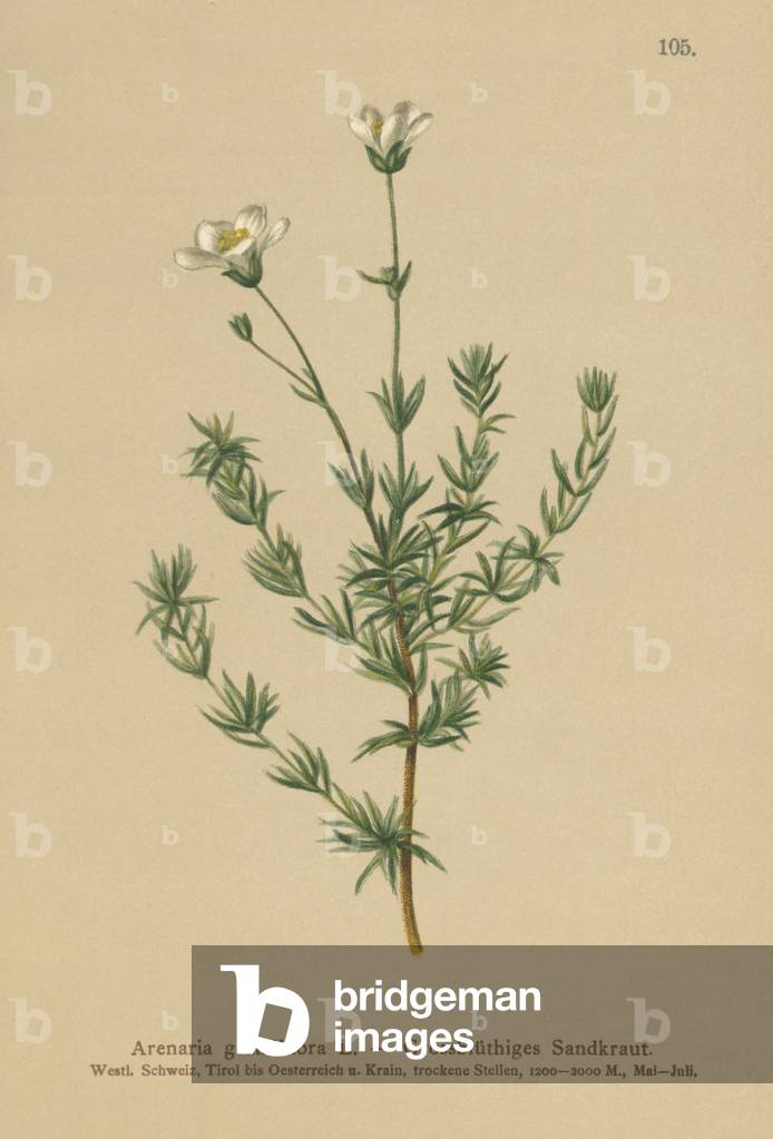 Greater Sandwort (Arenaria grandiflora) (colour litho) by German Artist