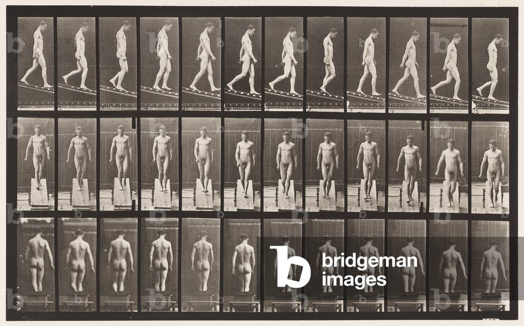 Immagine di Fotografia "Tavola 114. Inclinazione discendente" 1872 di Eadweard Muybridge, b/w