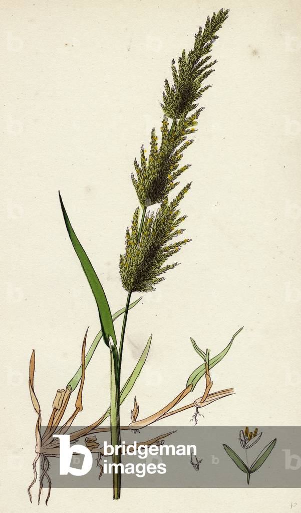Image de Gravure représentant Agrostis Alba Var. Stolonifera Marsh Bent-Grass Var. B.