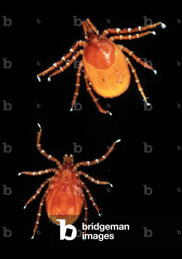 Ixodes ricinus