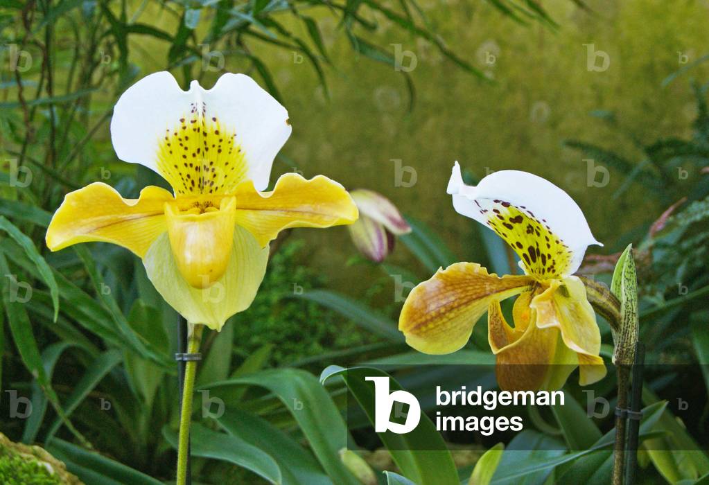 Paphiopedilum Hybrid auf dem Kew Orchid Festival, Kew Gardens, London ausgestellt. (Foto) Kew Orchid Festival,