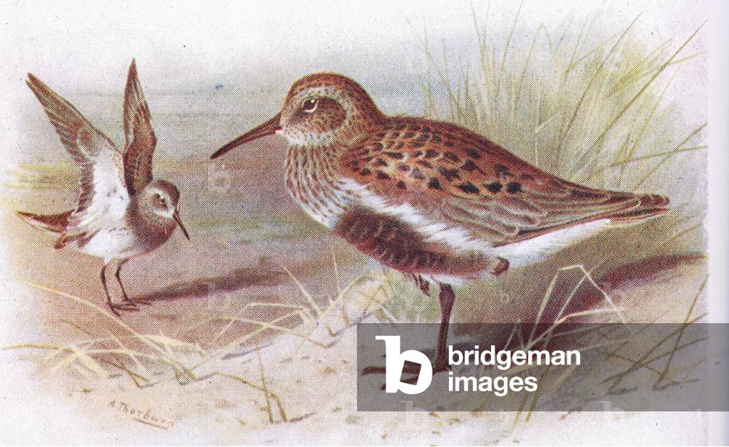 Bild von Druck "Dunlin (Sommer und Winter)" von Archibald Thorburn