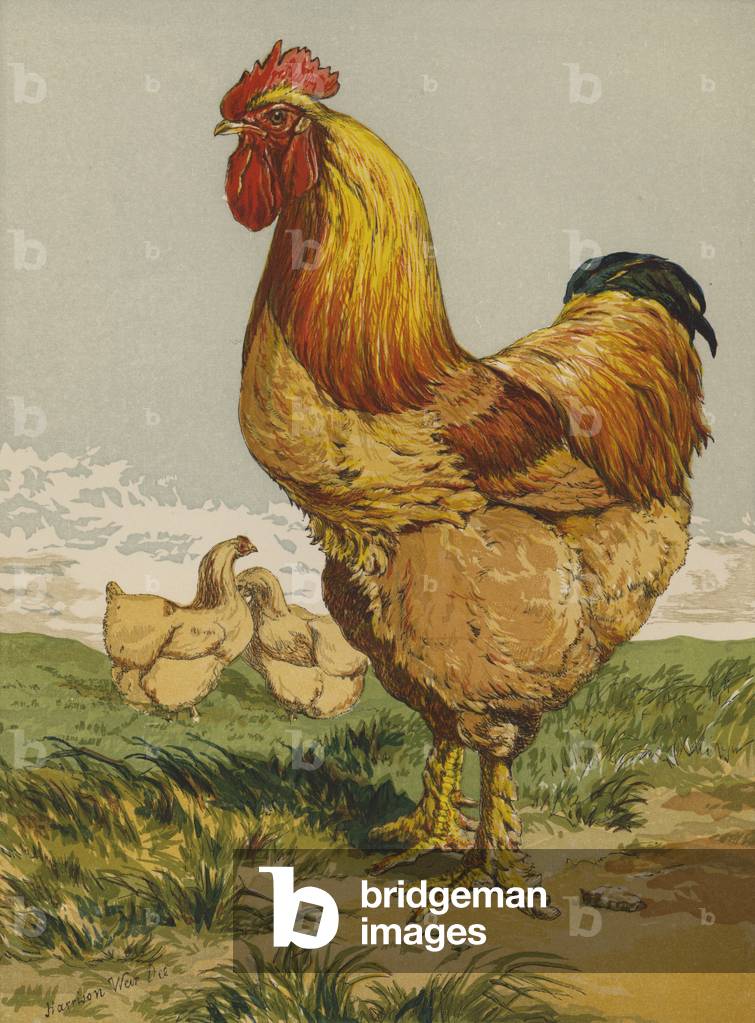 Buff Cochin Cock (chromolitho)