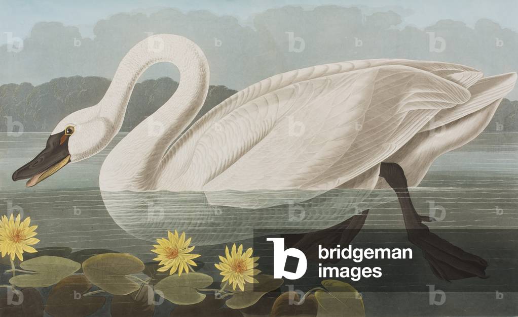 Illustration von 'Birds of America', 1827-38 (handkolorierte Gravur & Aquatinte)