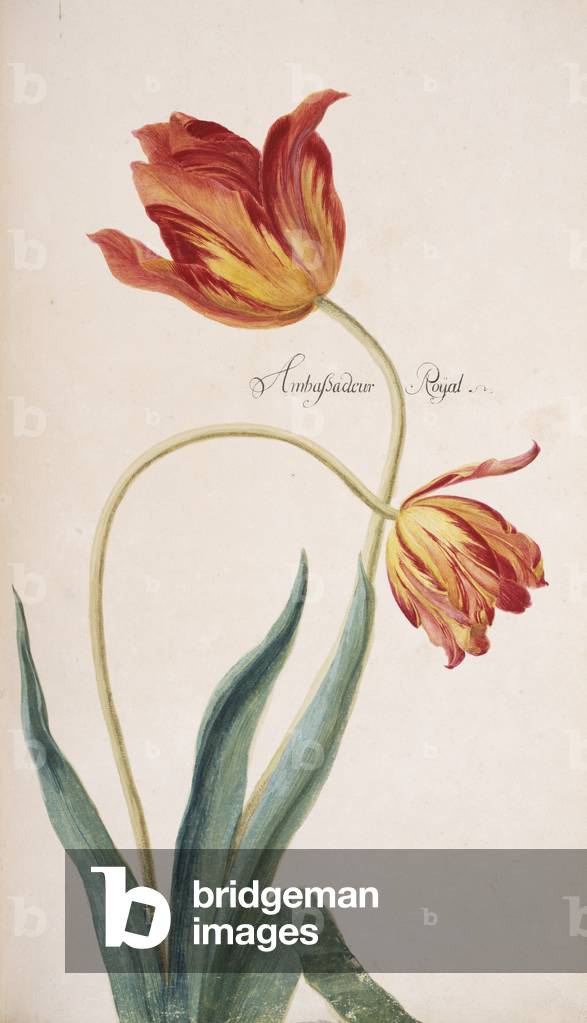 Immagine di Disegno "Cultivar di tulipani" di Johanne Godfredo Simula