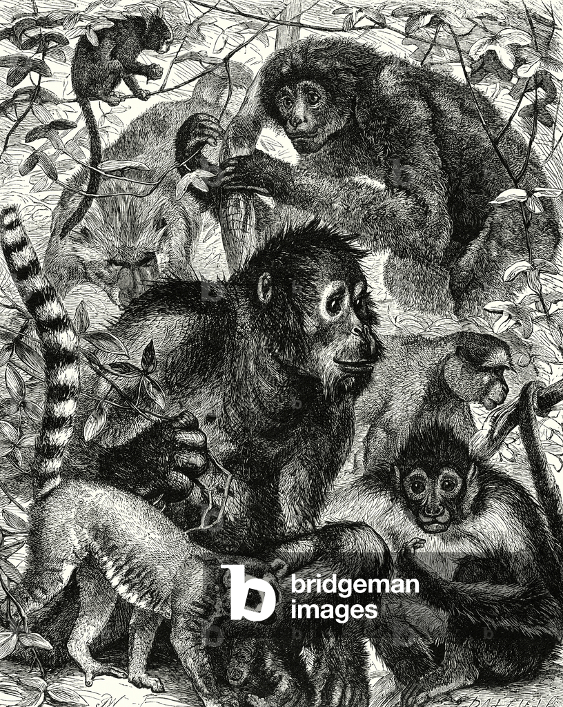 Image of Engraving depicting Quarumana: The monkey tribe (engraving) 1801 by English Artist
