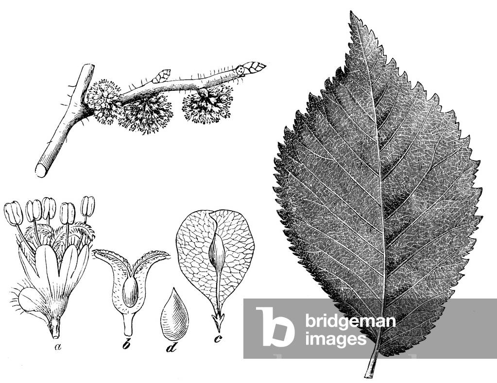 Bild von Gravur "Elm", b/w